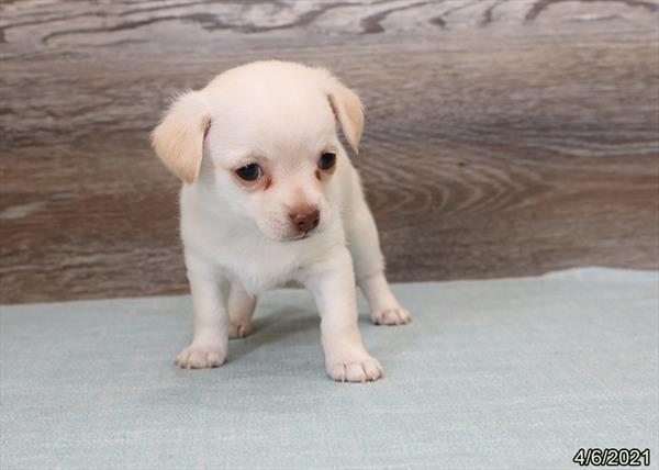 Chihuahua DOG Male White 1048 Petland Fort Walton Beach, FL