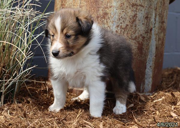 Shetland Sheepdog-DOG-Male-Sable / White-1049-Petland Fort Walton Beach, FL