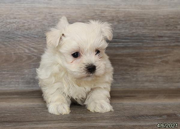 Maltese DOG Male White 1050 Petland Fort Walton Beach, FL