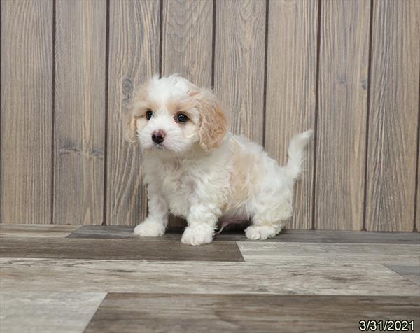 Cavachon-DOG-Male-White / Apricot-1053-Petland Fort Walton Beach, FL