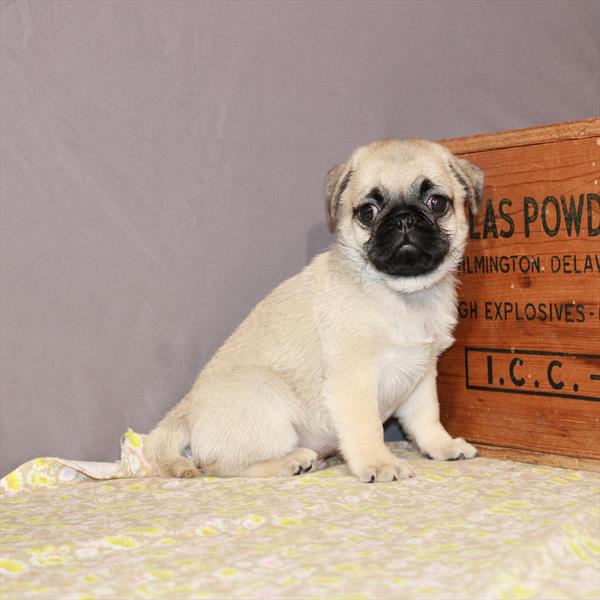 Pug-DOG-Male-Fawn-1054-Petland Fort Walton Beach, FL