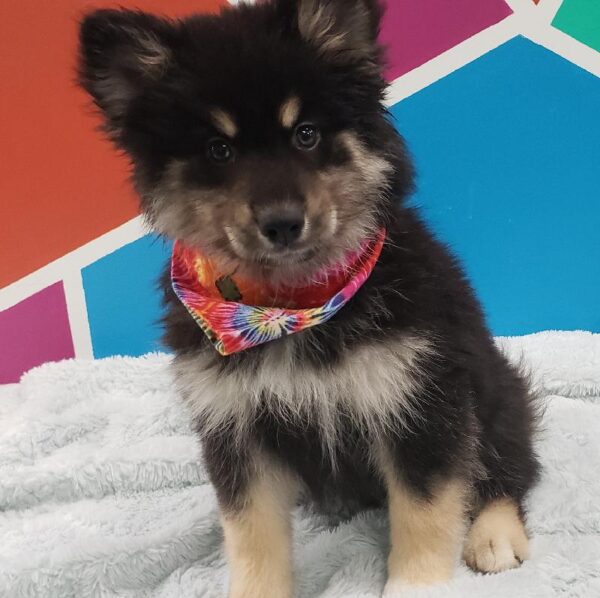 Pomsky-DOG-Male-Black Tan / White-963-Petland Fort Walton Beach, FL