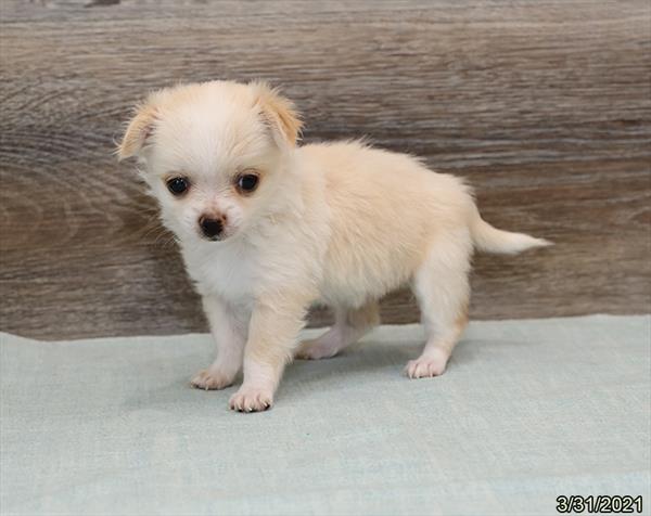 Chihuahua DOG Female Cream 1089 Petland Fort Walton Beach, FL