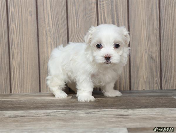 Maltese DOG Female White 1093 Petland Fort Walton Beach, FL