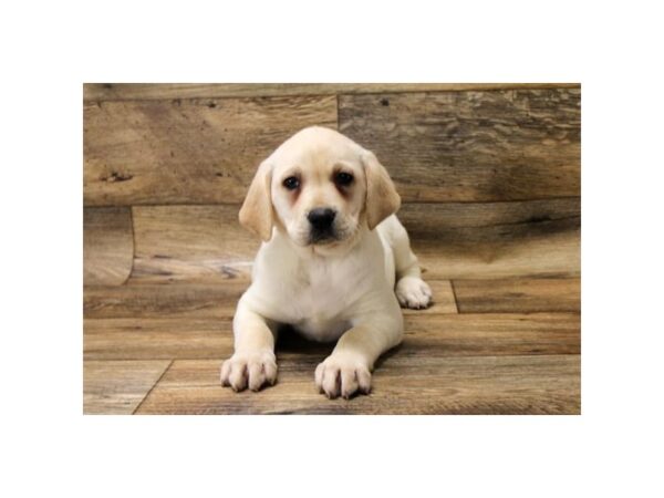 Labrador Retriever-DOG-Female-Yellow-2-Petland Fort Walton Beach, FL