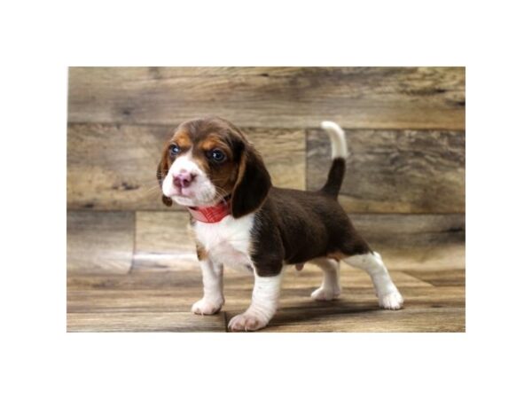 Beagle DOG Male Chocolate White Tan 3 Petland Fort Walton Beach, FL