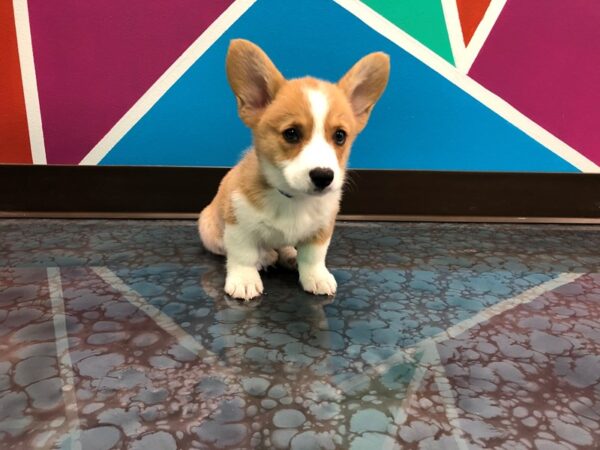 Pembroke Welsh Corgi-DOG-Male-Red-4-Petland Fort Walton Beach, FL