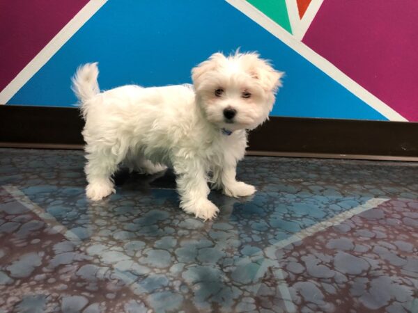 Maltese DOG Male White 9 Petland Fort Walton Beach, FL