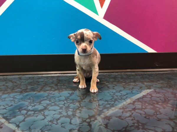 Chihuahua-DOG-Male-CHOC MERLE-17-Petland Fort Walton Beach, FL