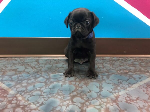 Pug-DOG-Male-BLK-18-Petland Fort Walton Beach, FL