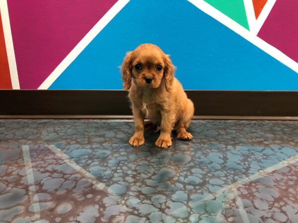 Miniature Poodle-DOG-Female-RED-14-Petland Fort Walton Beach, FL