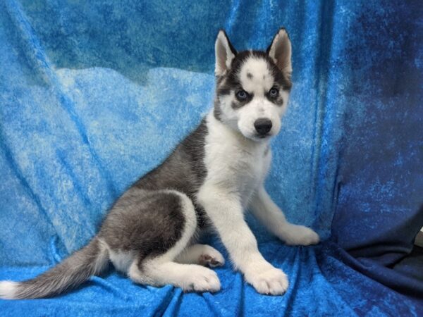 Siberian Husky-DOG-Male-Black / White-55-Petland Fort Walton Beach, FL