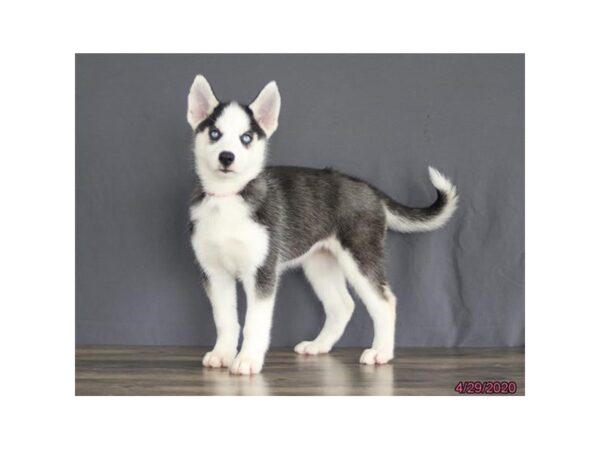 Siberian Husky-DOG-Female-Black / White-54-Petland Fort Walton Beach, FL