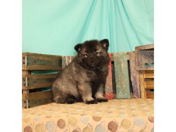 Keeshond-DOG-Female-Silver / Black-24-Petland Fort Walton Beach, FL