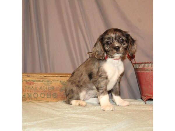 Cockalier DOG Female Blue Roan 26 Petland Fort Walton Beach, FL