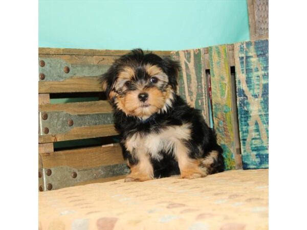 Morkie-DOG-Female-Black / Tan-28-Petland Fort Walton Beach, FL