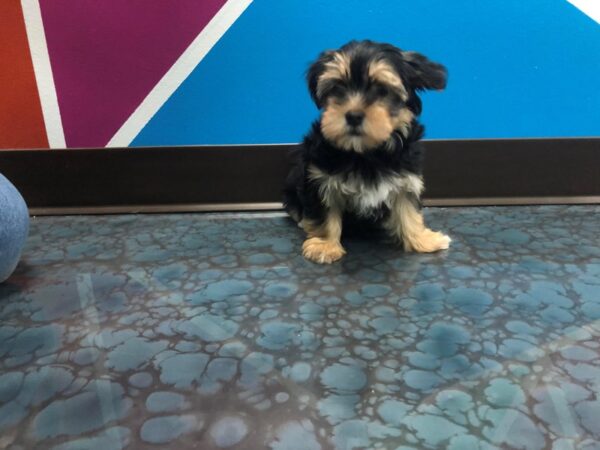 Morkie DOG Female beige 36 Petland Fort Walton Beach, FL