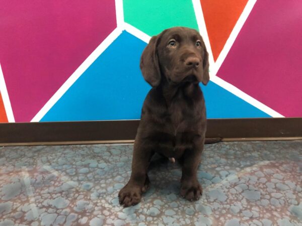 Labrador Retriever-DOG-Male-Chocolate-48-Petland Fort Walton Beach, FL