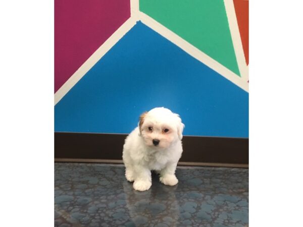 Havanese-DOG-Male-CHOC & WHITE-46-Petland Fort Walton Beach, FL