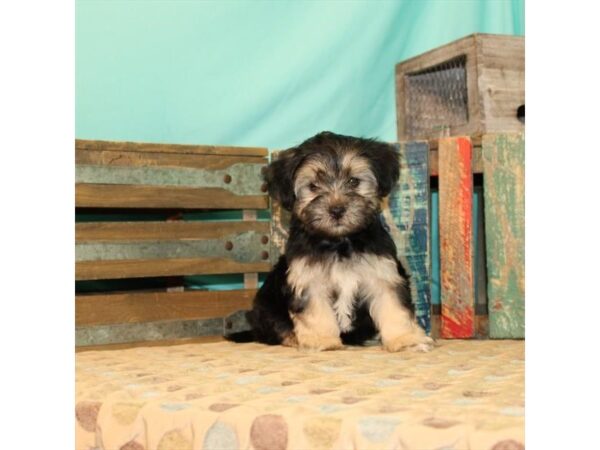 Morkie DOG Male Black / Tan 56 Petland Fort Walton Beach, FL