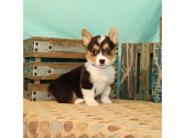 Pembroke Welsh Corgi-DOG-Female-Black White / Tan-57-Petland Fort Walton Beach, FL