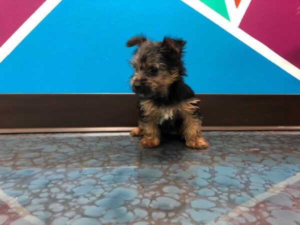 Yorkshire Terrier-DOG-Female-BLK TAN-34-Petland Fort Walton Beach, FL