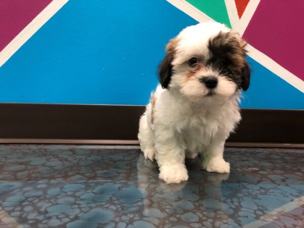 Teddy Bear-DOG-Male-brown white-43-Petland Fort Walton Beach, FL