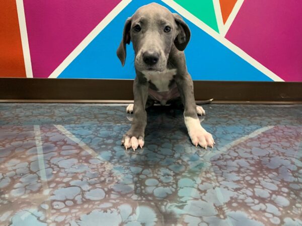 Cane Corso DOG Male Blue 58 Petland Fort Walton Beach, FL