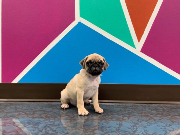 Pug-DOG-Male-fawn-63-Petland Fort Walton Beach, FL