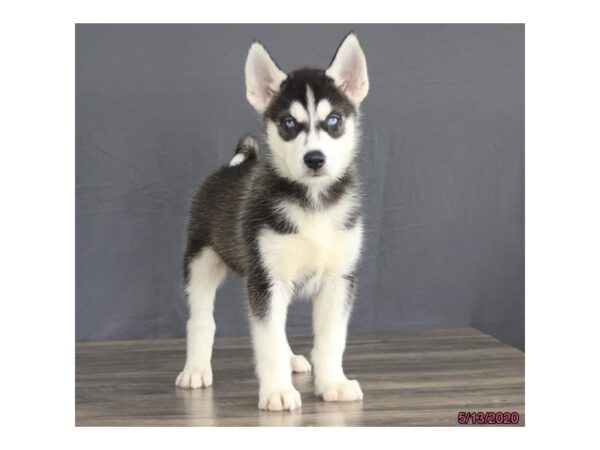 Siberian Husky-DOG-Male-Black / White-83-Petland Fort Walton Beach, FL