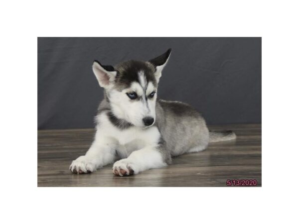 Siberian Husky-DOG-Female-Black / White-84-Petland Fort Walton Beach, FL