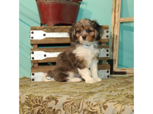 Cavapoo-DOG-Male-Blue Merle / Tan-79-Petland Fort Walton Beach, FL