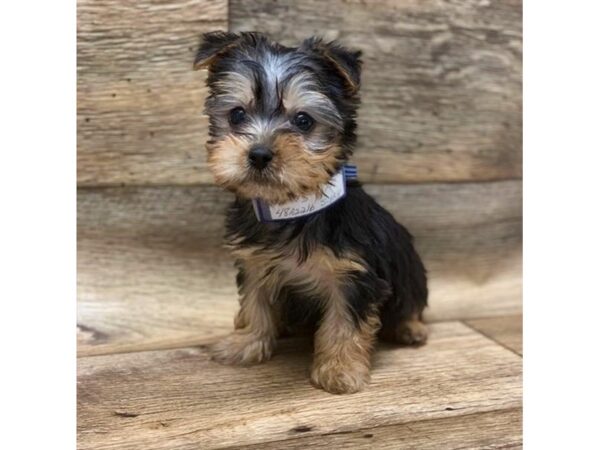 Silky Terrier DOG Male Black / Tan 87 Petland Fort Walton Beach, FL