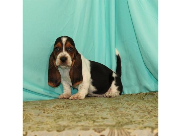 Basset Hound DOG Female White Black / Tan 92 Petland Fort Walton Beach, FL