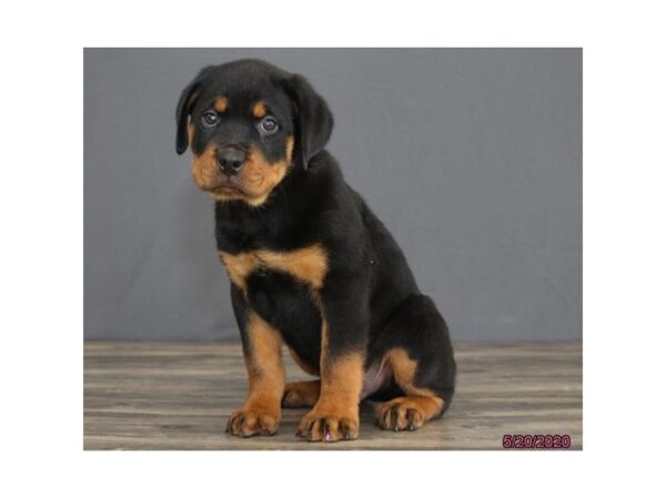 Rottweiler-DOG-Male-Black / Tan-99-Petland Fort Walton Beach, FL