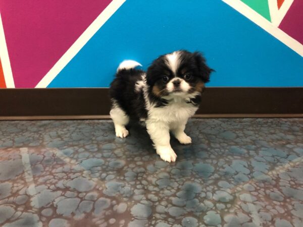 Japanese Chin-DOG-Female-Tri-77-Petland Fort Walton Beach, FL