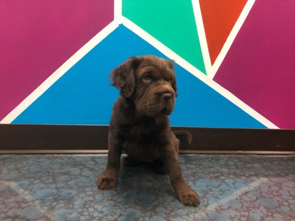 Mini Hippo-DOG-Female-CHOC-72-Petland Fort Walton Beach, FL