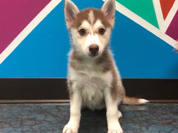 Pomsky-DOG-Female-red wh-66-Petland Fort Walton Beach, FL