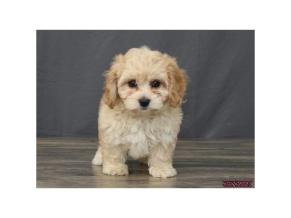 Cavachon-DOG-Male-Apricot-128-Petland Fort Walton Beach, FL