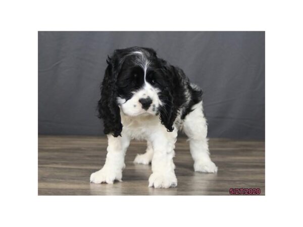 Cocker Spaniel-DOG-Male-Black / White-129-Petland Fort Walton Beach, FL