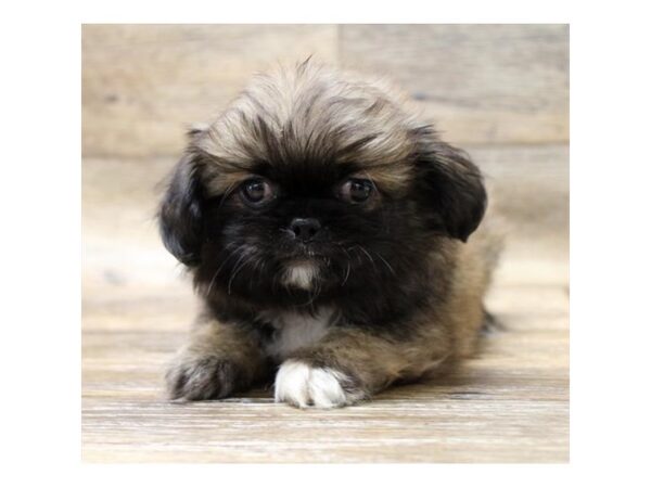 Pekingese-DOG-Male-Red Sable-126-Petland Fort Walton Beach, FL