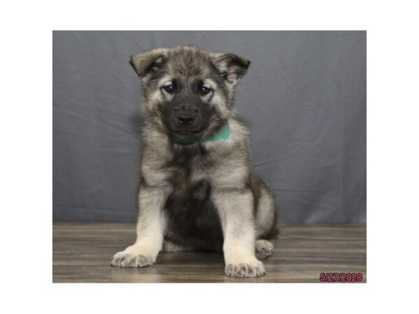 Norwegian Elkhound DOG Male Silver Gray / Black 119 Petland Fort Walton Beach, FL