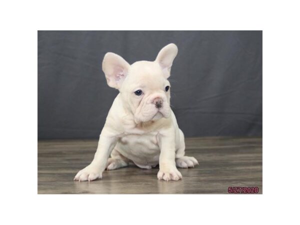 French Bulldog-DOG-Male-Cream-120-Petland Fort Walton Beach, FL