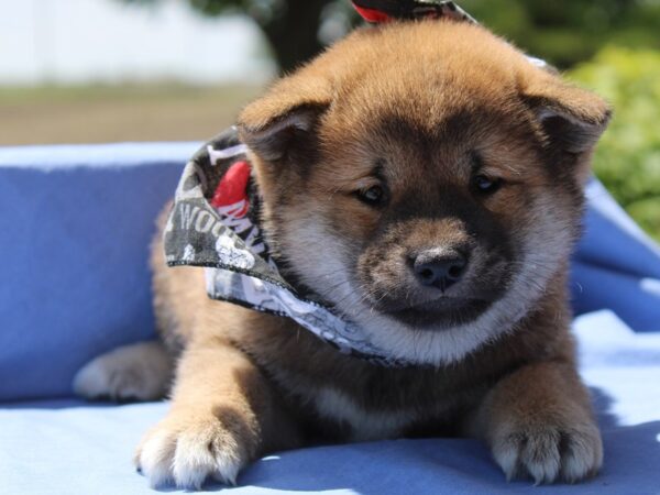 Shiba Inu-DOG-Female-Red Sesame-116-Petland Fort Walton Beach, FL