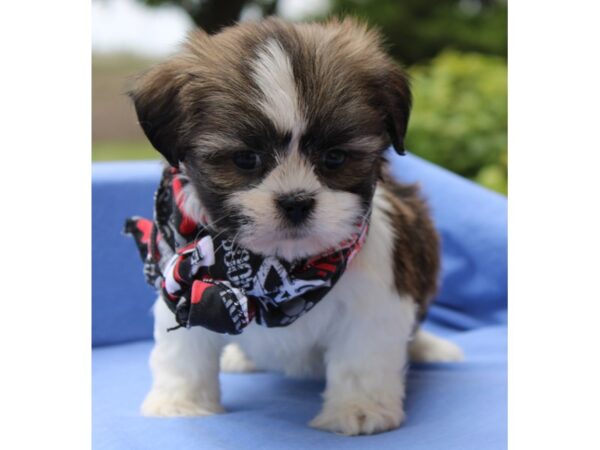 Lhasa Apso DOG Male Gold / White Parti 114 Petland Fort Walton Beach, FL