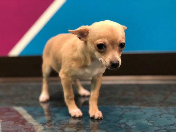 Chihuahua-DOG-Female-Blue Fawn-61-Petland Fort Walton Beach, FL