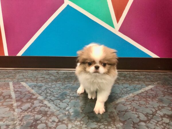 Japanese Chin-DOG-Male-Sable / White-90-Petland Fort Walton Beach, FL