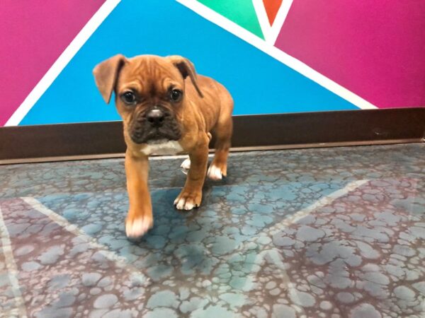 Victorian Bulldog DOG Female Red 95 Petland Fort Walton Beach, FL