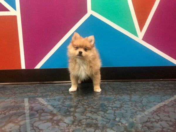 Pomeranian-DOG-Female-Red Sable-130-Petland Fort Walton Beach, FL