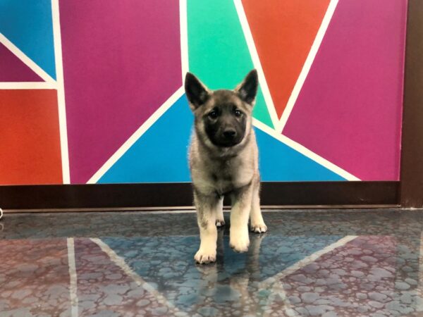 Norwegian Elkhound DOG Female Silver, Gray & Black 133 Petland Fort Walton Beach, FL